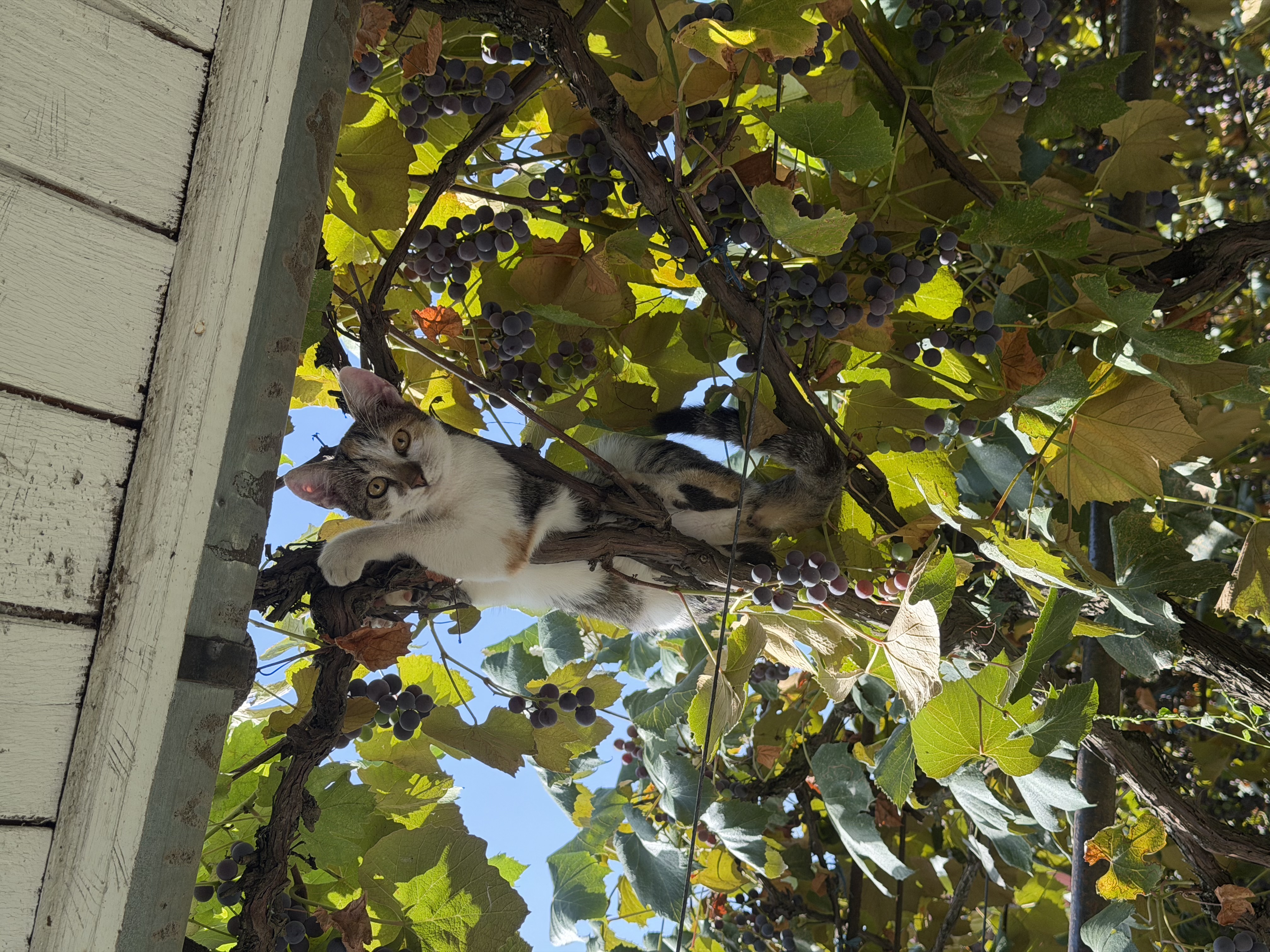 A cat climbing in a grapevine under a wooden roof